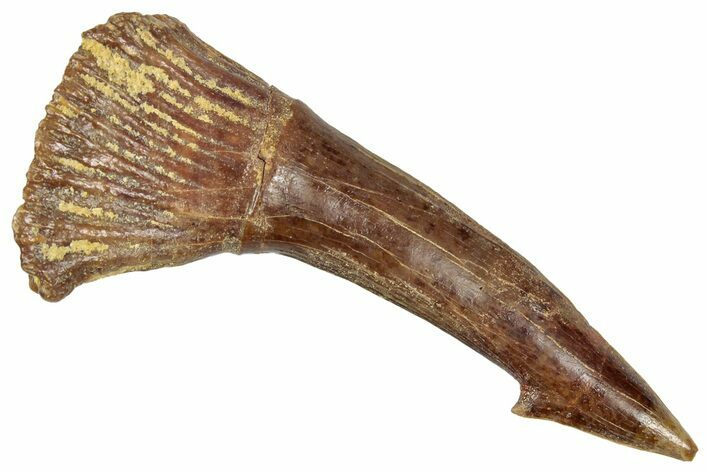 Fossil Sawfish (Onchopristis) Rostral Barb - Morocco #351662